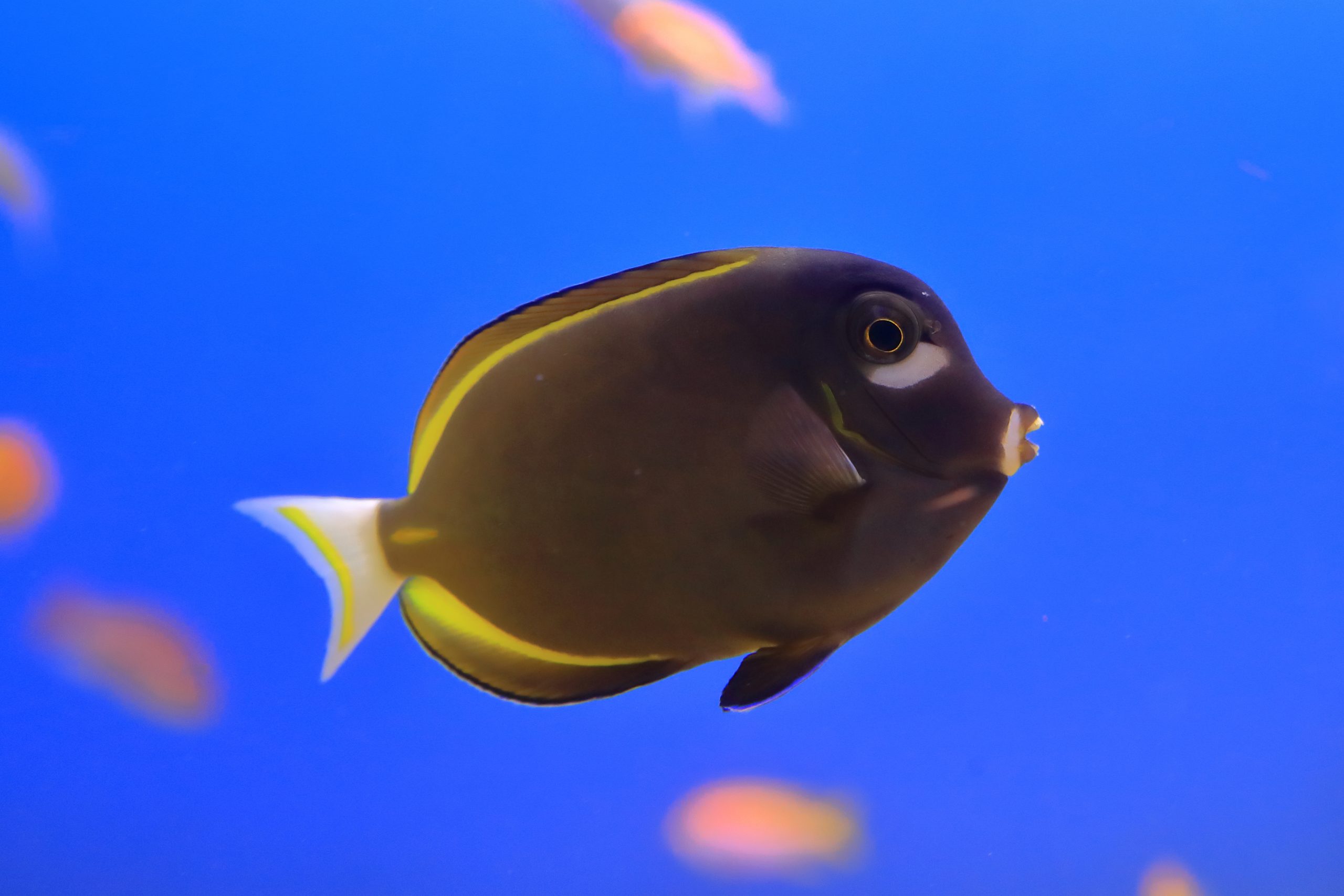 メガネクロハギ - 生きもの図鑑 鳥羽水族館